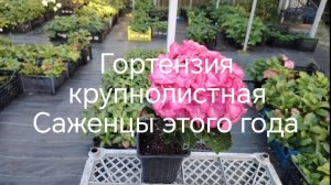 Саженцы крупнолистной гортензии