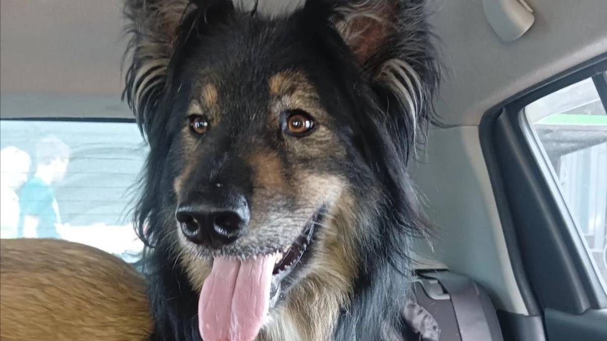 Собака в добрые руки. Икар