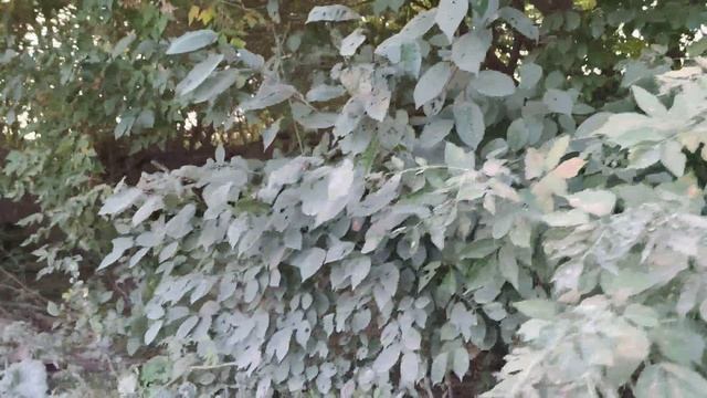 К чему приводит человеческая жадность и глупость смотреть онлайн