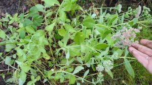 28-09-2025.Дача.Погода пасмурная.Пересадка гортензий..Туя от Светланы в подарок😍