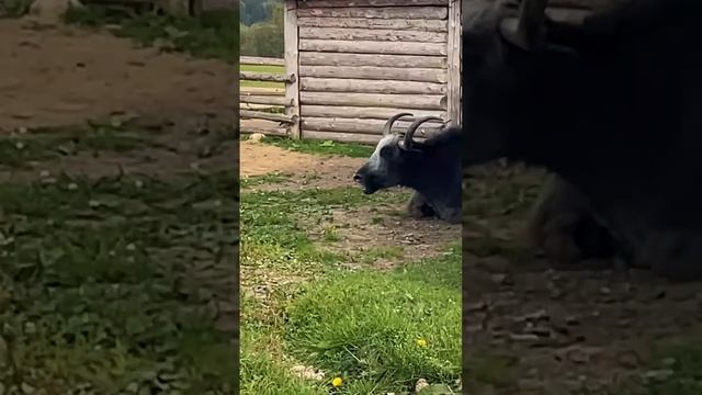 Поездка в Сергиев Посад