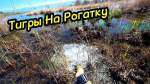 Змееголов Не Успел Скрыться - Выстрел С Рогатки На Упреждение#рекомендации#fishing#top#2025#youtube