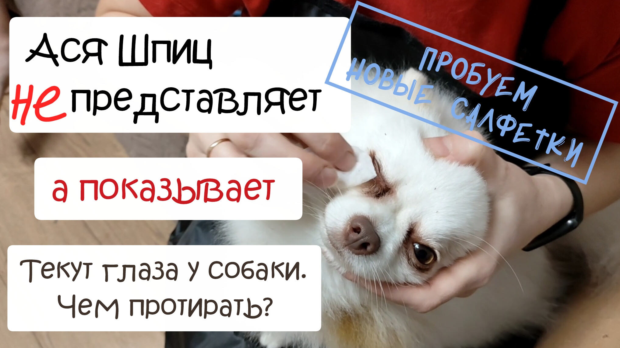 Текут глаза у собаки. Чем протирать? смотреть онлайн