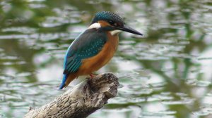 Зимородок ( Alcedo atthis )