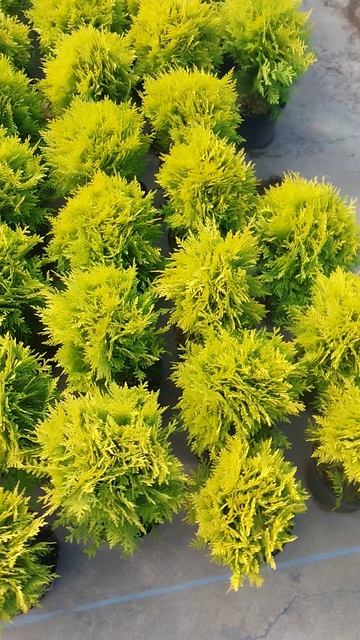 Шаровидные туи! смотреть онлайн