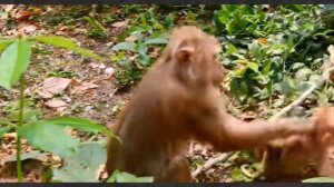 Миллион ран! Жалкая обезьянка Лили была избита злобной обезьяной Либби.  1000034383.mp4