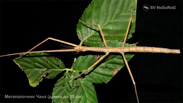 Какие размеры одного из самых длинных насекомых в мире Мегапалочника Чэна — Phobaeticus chani ? смотреть онлайн