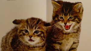 Книга Джейн Бертон Жизнь Кошек листает кот Барсик.