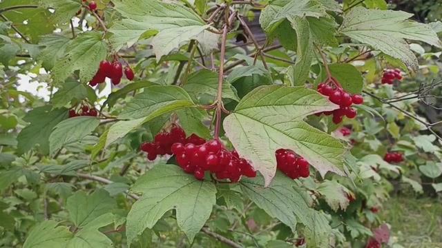 Калина в сентябре.