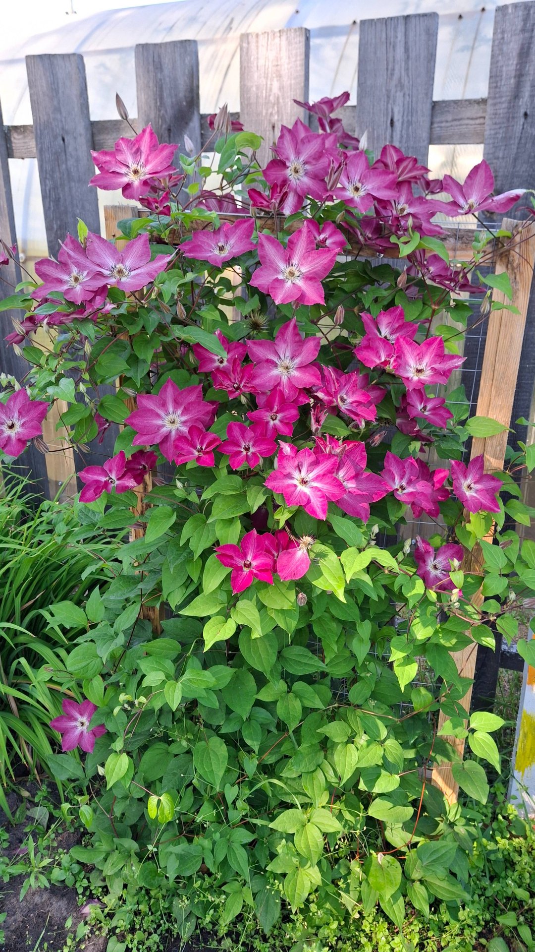 Миссис Томпсон, клематис 2 группы обрезки.