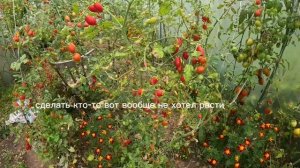 Черри Щербет отзыв на не однозначный томат