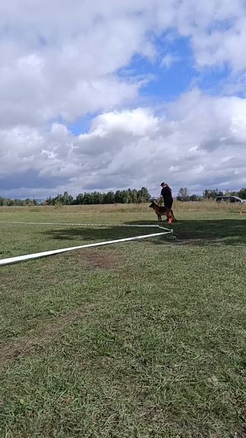 1 Отл. КЧК De Orse Mak Flai MELISSA +++ №22. ИРКУТСК 6 сентября`25 Моно немецких овчарок