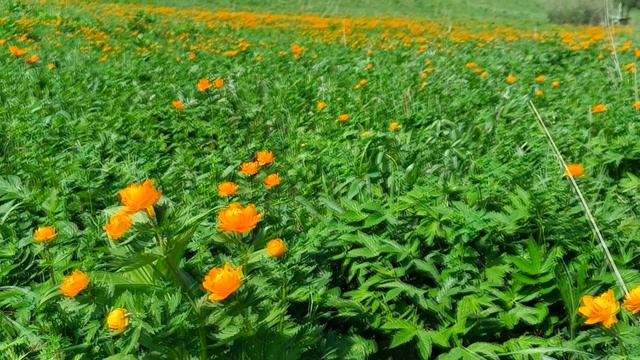 Summer has arrived. смотреть онлайн