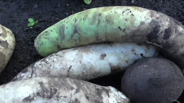 Редька, репа и дайкон перед хранением.