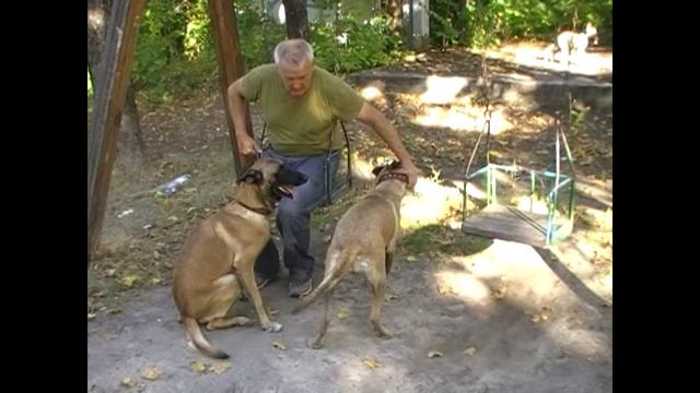 Бельгийские овчарки малинуа на качелях  малиновая прогулка  22.09.25