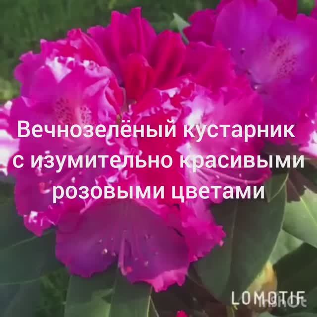 Рододендроны Ред Джек,Инглиш Розеум,Германия