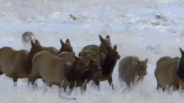 КОМЕДИЯ РОК Страшный Сон!((( смотреть онлайн