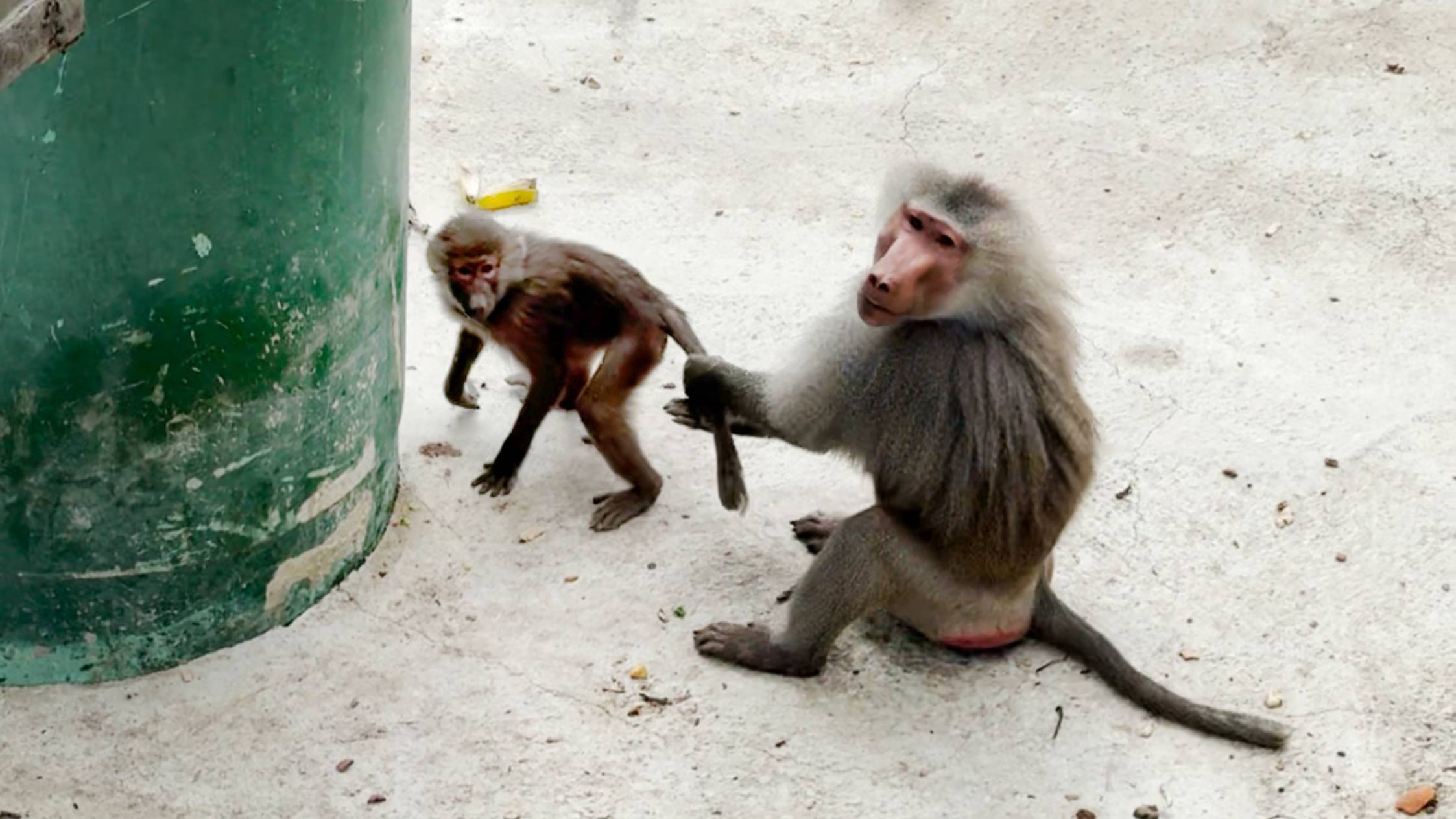 Тревога, тревога, Мигель УКРАЛ РОЗИТУ! СНОВА! Неравнодушен он к Розиной дочке! Красивая, вся в мать! смотреть онлайн