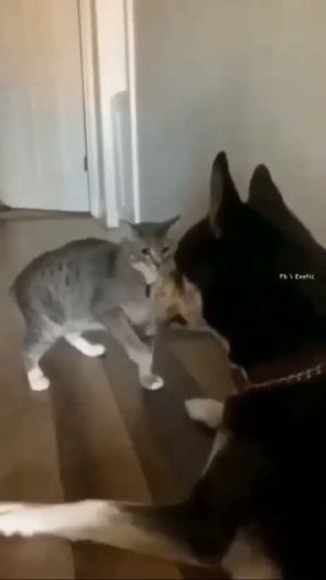 Видео от МЯУтаверс – как метавселенная, но с котами