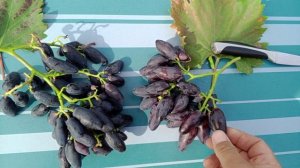 Сравнение гибридных форм винограда Днепровский сувенир и Флагман.