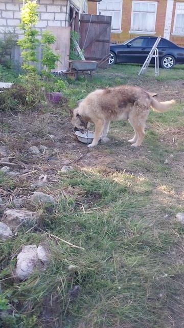 Дик послушно поддаёт миску, чтобы покушать :) смотреть онлайн