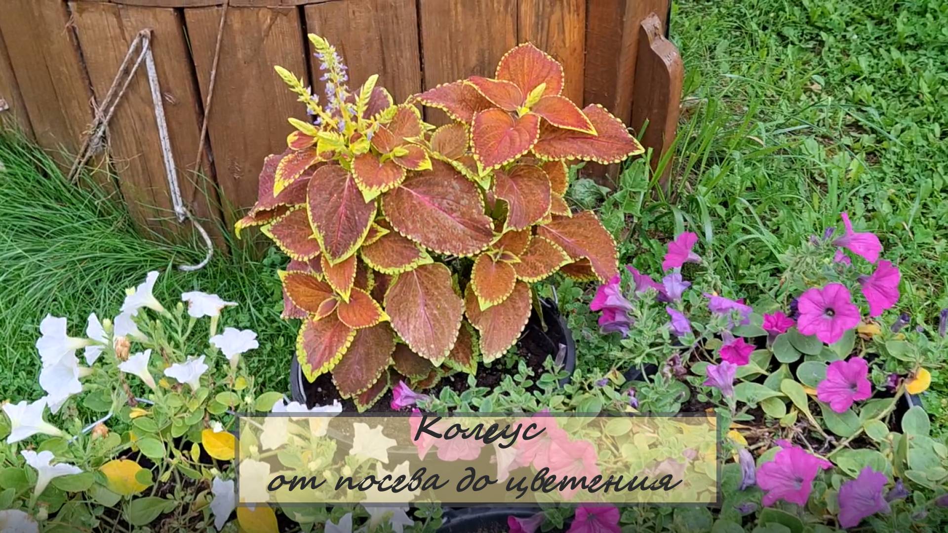 Колеус остался один. От посева до цветения. #106