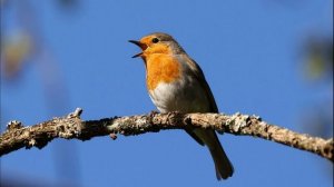 Пение Малиновки. Малиновка (Зарянка) поёт. Орнитотерапия