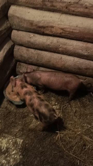 пополнение