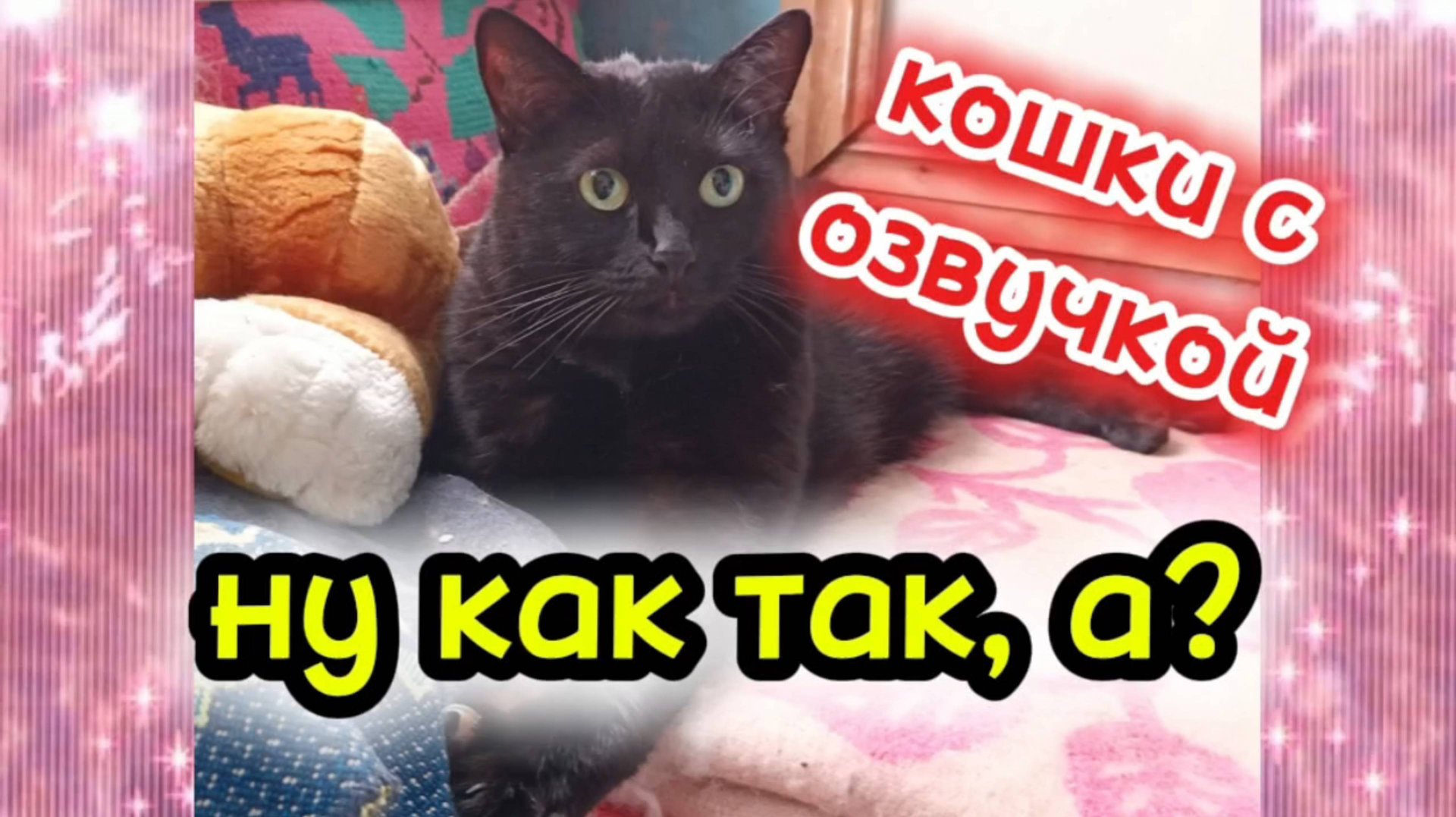 Кошки с озвучкой смотреть онлайн
