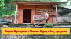 Ферма Бушкрафт в Пханге. Вьетнам.  Куры, сбор, продажа