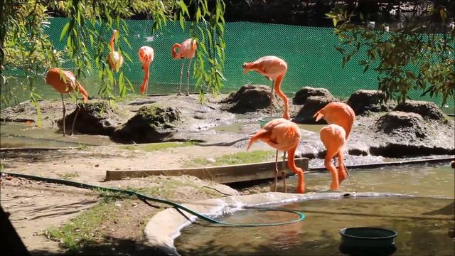 Фламинго наслаждаются тёплой погодой 17.09.2025 смотреть онлайн