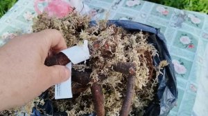 Продолжаю получать пионы от коллекционеров на посадку, Ленинградская область