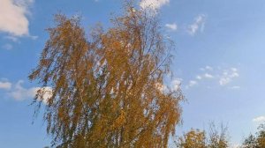 какая прекрасная  погода пойдёмте  погуляем