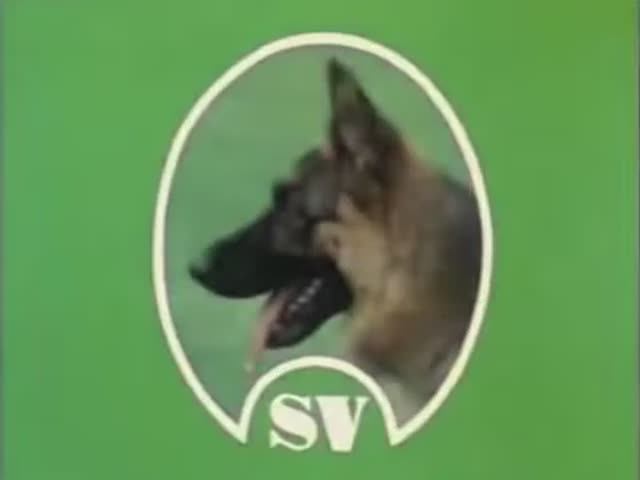 Der Deutsche Schäferhund   Anatomie Und Bewegungsabläufe