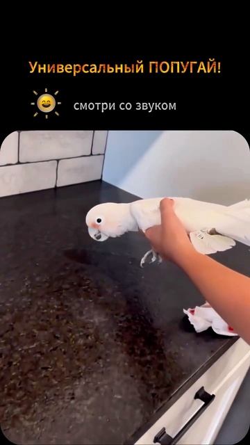 Универсальный ПОПУГАЙ! смотреть онлайн