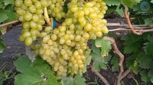 Обзор виноградника к-ш столетие'25