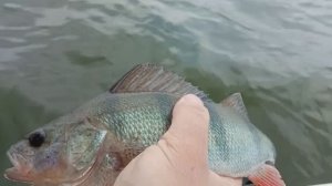 Ловля окуня на бомбарду👍Как собрать снасть на сбирулино