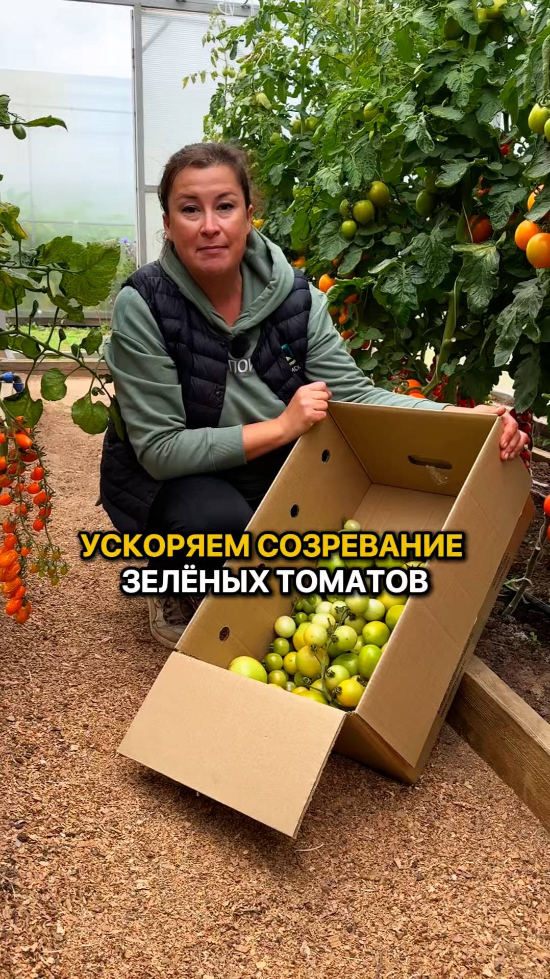 Как ускорить созревание зеленых томатов?