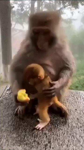 Обезьяна кормит сыночка смотреть онлайн