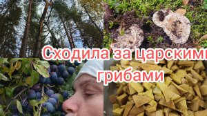 Принесла новых грибов,собираю терновник.