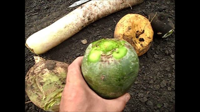 Обрезка редьки, брюквы и дайкона.