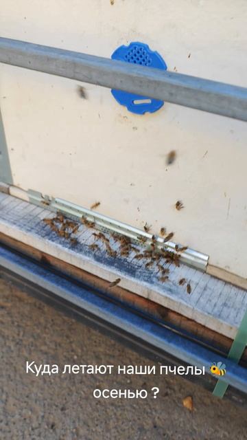 Куда летают наши пчелы 🐝 осенью ? #мед24на7