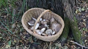 За серыми подосиновиками в лесостепи