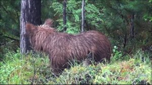 Медведь бросился под колёса автомобиля в Братском районе