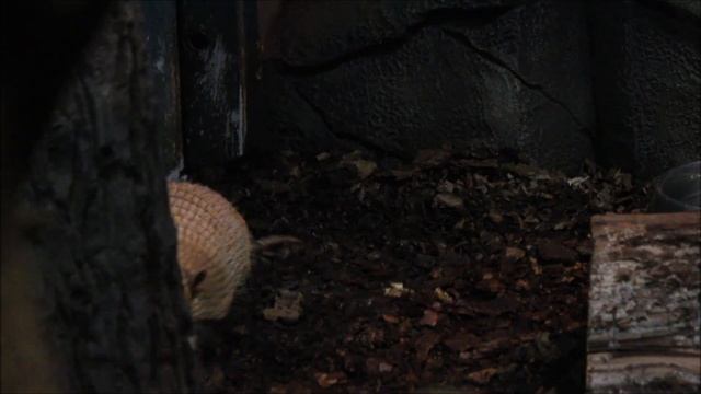 Шестипоясный броненосец. Один обедает, другой отдыхает 17.09.2025 смотреть онлайн