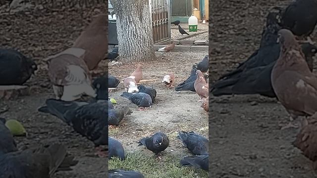 г. Мариупольские жуки и красные смотреть онлайн