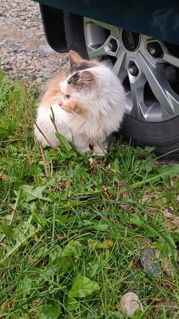 Кошка и борщ