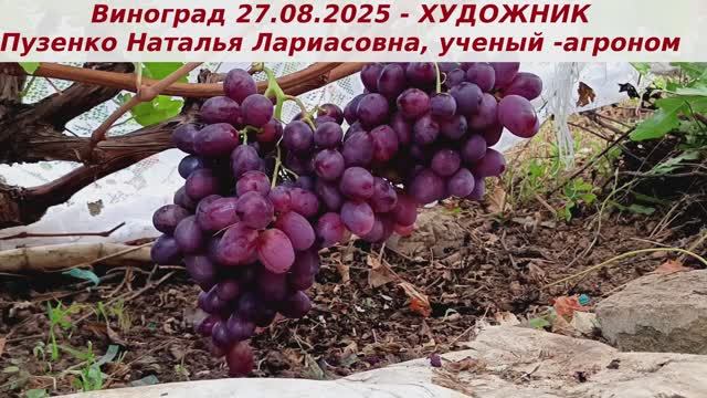 Виноград 27.08.25 года ХУДОЖНИК . Одна из крупноплодных форм с огромными ягодами-тенисными шариками