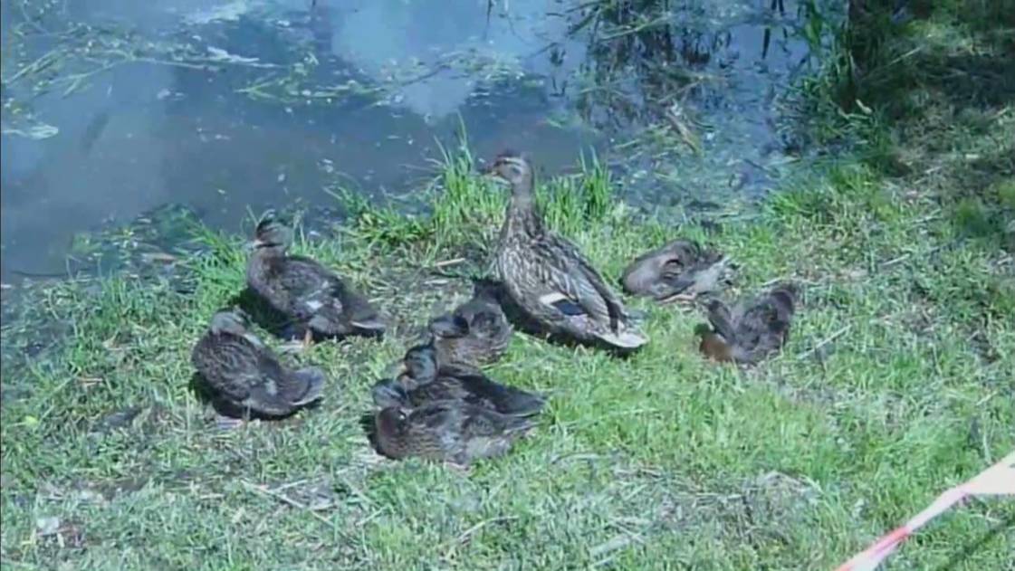 Танец Маленьких Утят - Музыкальная История