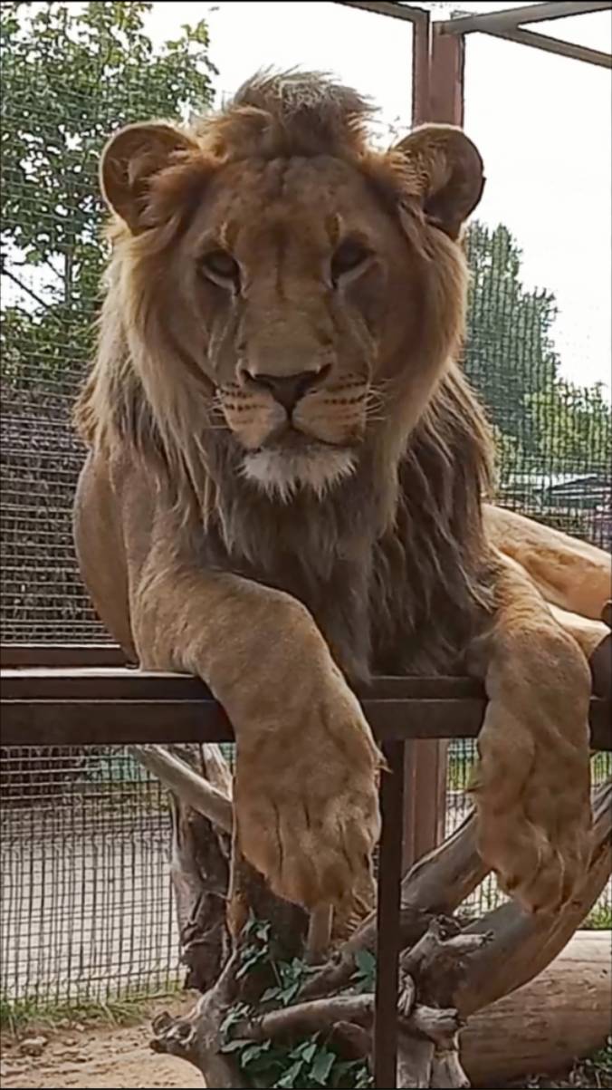 ШЕРХАН, посмотри на девушку. Мы снова вместе. #шерхан_тайган #шерхан #лев #lion #zoo #shortvideo смотреть онлайн